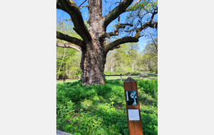 Arbre remarquable avec son point bleu